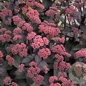 Sedum telep. 'Karfunkelstein' GM P9