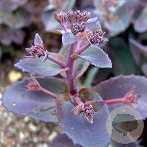 Sedum telep. 'Karfunkelstein' GM P9