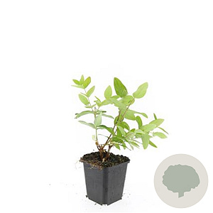Hypericum i. 'Rheingold' GM P9