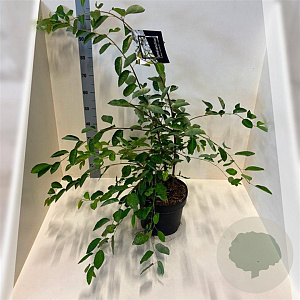 Amelanchier lamarckii 100-125 cm 10L meerstammig