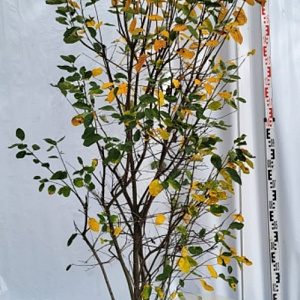 Amelanchier lamarckii 200-225 cm draadkluit extra