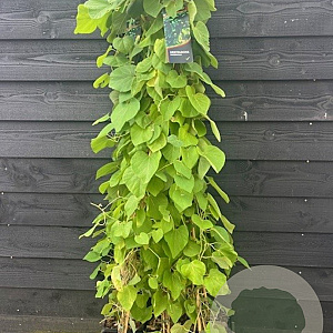 Aristolochia macrophylla 80 cm rozenpot 2L