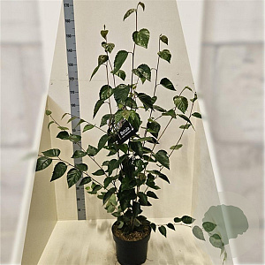 Betula utilis 'Doorenbos' 125-150 cm 10L meerstammig