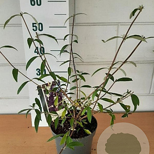 Buddleja d. 'Black Knight' GM C3