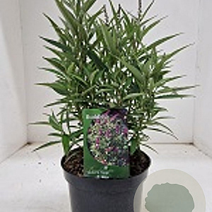 Buddleja d. Butterfly Tower GM 3,0L leverbaar