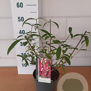 Buddleja d. 'Royal Red' GM C3