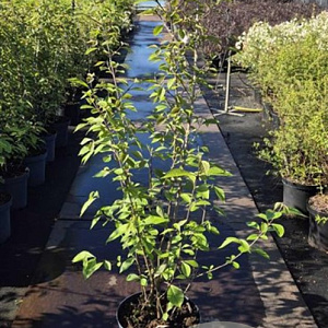 Callicarpa bod. 'Profusion' 100-125 cm 10L