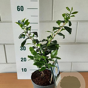 Camellia j. 'Brushfield's Yellow' GM C3