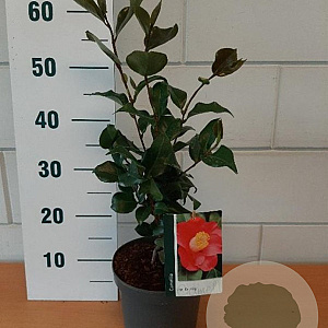 Camellia j. 'Dr King' GM C3