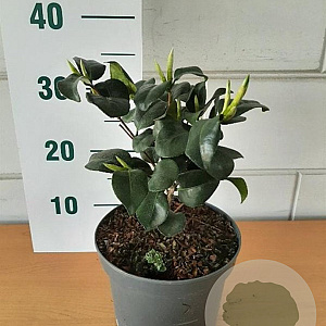 Camellia j. 'Lady Campbell' GM C3