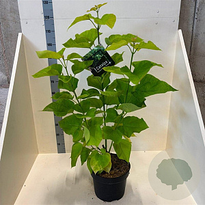 Catalpa bignonioides 'Aurea' 125-150 cm 10L