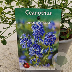 Ceanothus impressus 'Victoria' 20-25 cm 2,5L