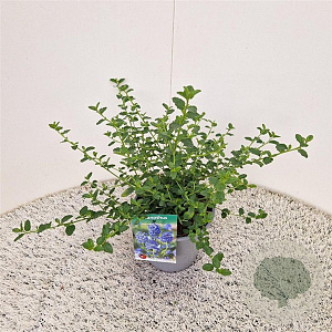 Ceanothus impressus 'Victoria' 20-25 cm 2,5L