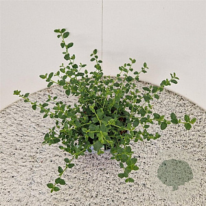 Ceanothus impressus 'Victoria' 20-25 cm 2,5L