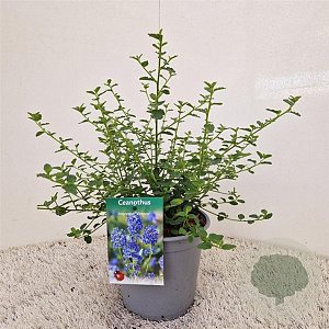 Ceanothus impressus 'Victoria' 20-25 cm 2,5L