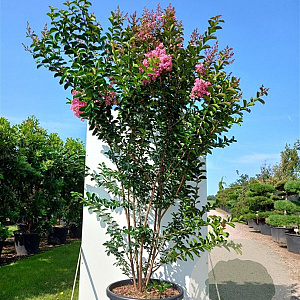 Lagerstroemia 'Sioux' 6-8 cm 35L BEVEERD