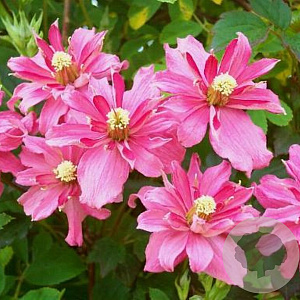 Clematis 'Broughton Star' 80 cm rozenpot 2L
