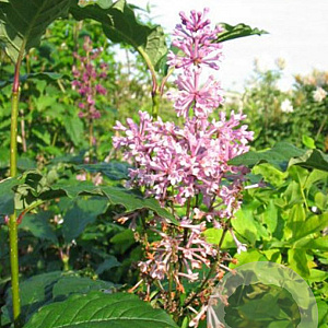 Syringa (V) 'Minuet' 50-60 cm 3,0L 3-4 tak
