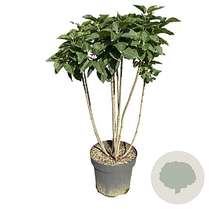 Syringa v. 'Mme Lemoine' 100-125 cm draadkluit solitair