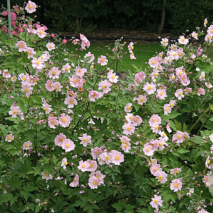 Anemone h. 'September Charm' GM P9