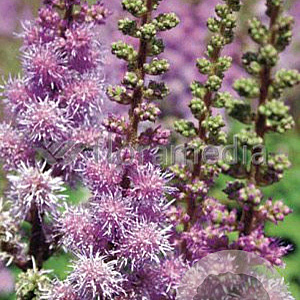 Astilbe c. 'Pumila' GM P9