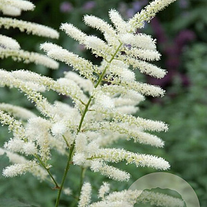 Astilbe (J) 'Washington' GM P9