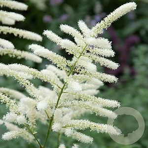 Astilbe (J) 'Washington' GM P9