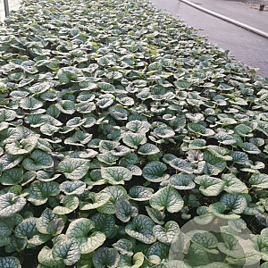 Brunnera macr. 'Jack Frost' GM P9