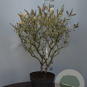 Buddleja 'White Ball' 60-80 cm 7,5L