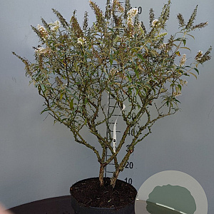 Buddleja 'White Ball' 60-80 cm 7,5L