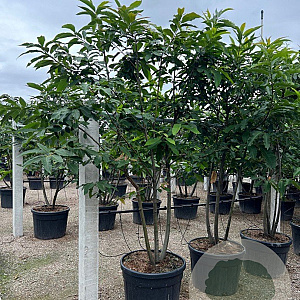 Castanea sativa 400-450 cm container meerstammig