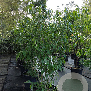 Chimonanthus praecox 225-250 cm container meerstammig