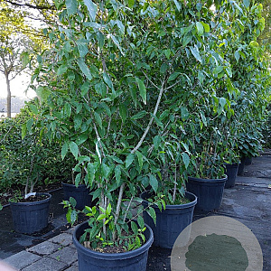 Chimonanthus praecox 225-250 cm container meerstammig