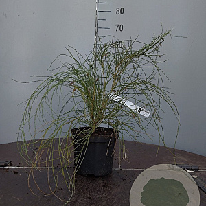Cytisus praecox 40-60 cm 5,0L