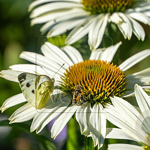 Echinacea p. 'Alba' GM P9