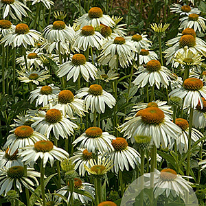 Echinacea p. 'White Swan' GM P9