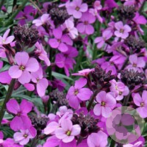 Erysimum 'Bowles' Mauve' GM P9