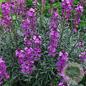 Erysimum 'Bowles' Mauve' GM P9