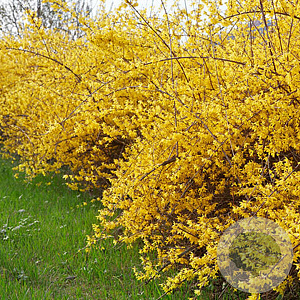 Forsythia Marée d'Or 40-50 cm 10L