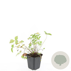 Fragaria vesca GM P9