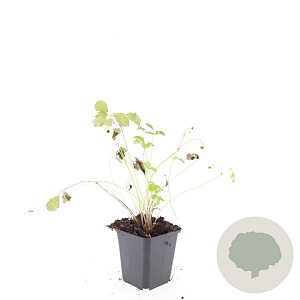 Fragaria vesca GM P9