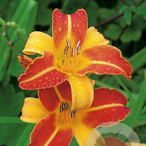 Hemerocallis 'Frans Hals' GM P9
