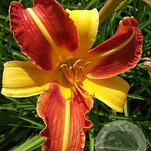 Hemerocallis 'Frans Hals' GM P9