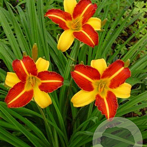 Hemerocallis 'Frans Hals' GM P9