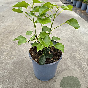 Hedera hel. 'Arborescens' 20-30 cm 2,0L