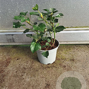 Hedera hel. 'Arborescens' 20-30 cm 2,0L