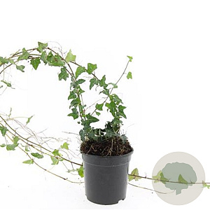 Hedera helix 125-150 cm 2,5L gebonden