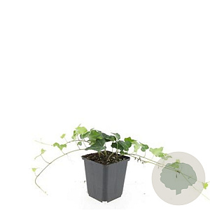 Hedera helix GM P9