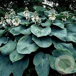 Hosta 'Elegans' GM P9