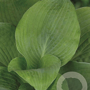 Hosta 'Elegans' GM P9